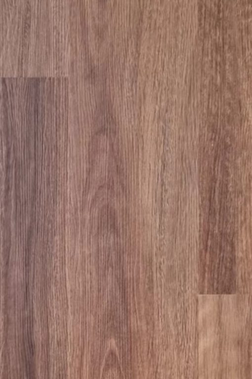 Coastal Spotted Gum