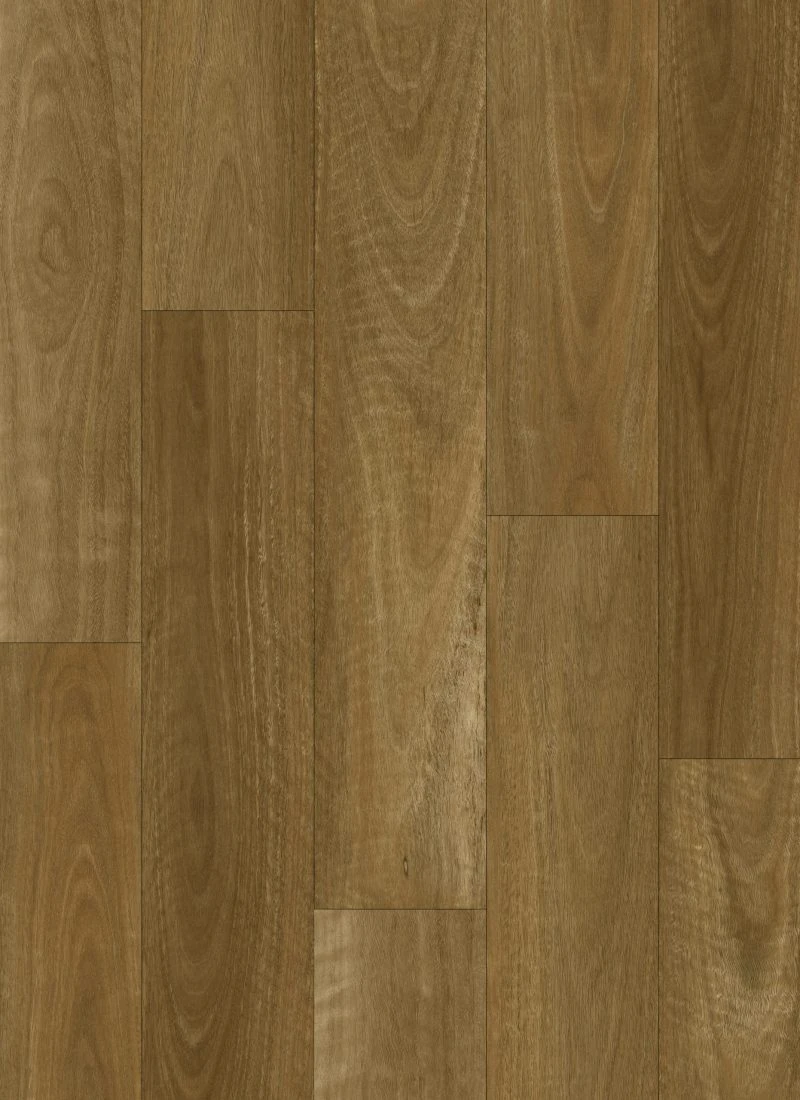 Native Spotted Gum