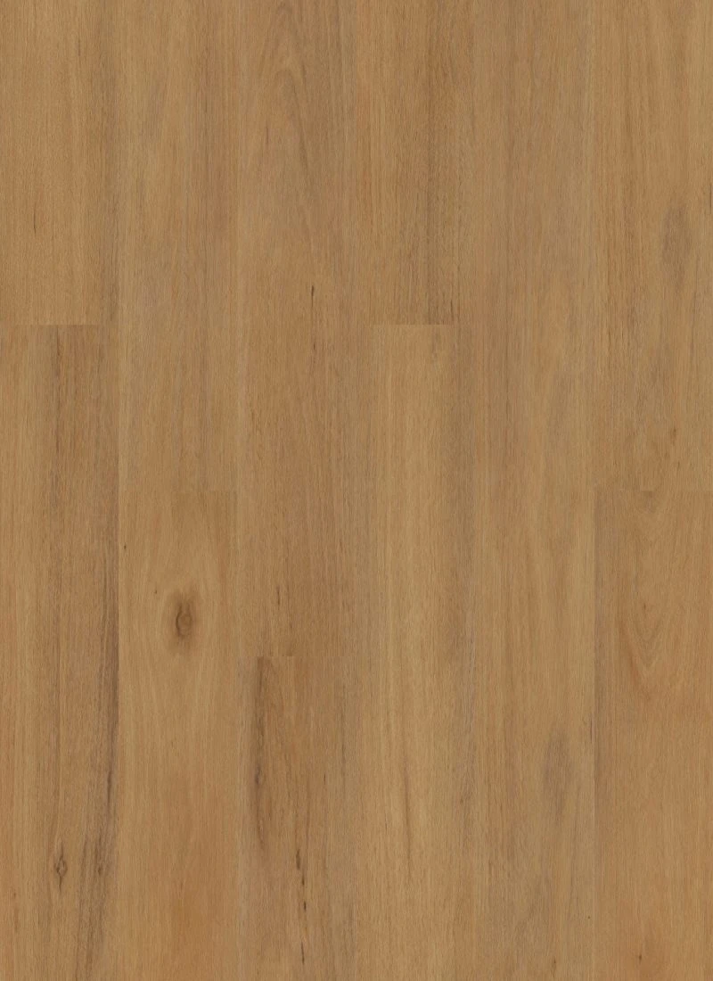 Northern Blackbutt